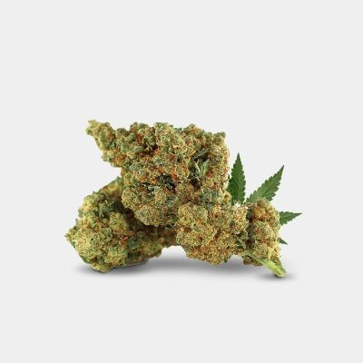 Fleurs Révuelto 40% Thcv-n10